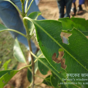 জামের পাতার উইভিল